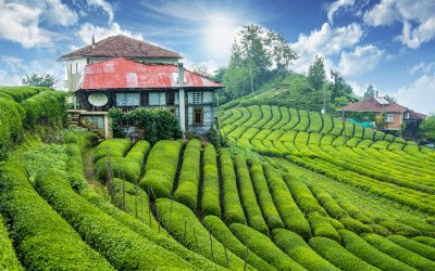 DOĞU KARADENİZ & BATUM TURU